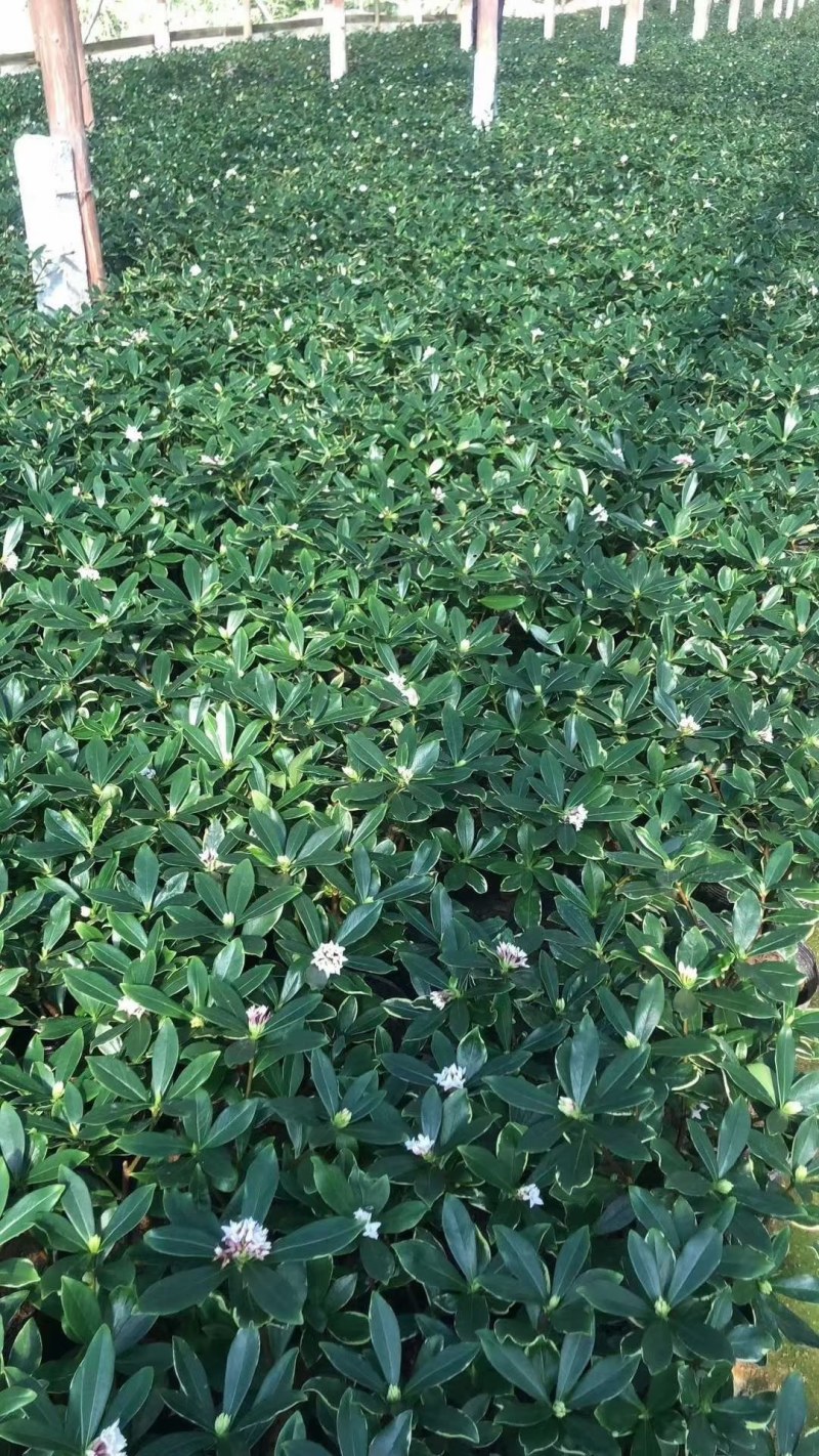 金边瑞香原装带土发货基地直销量大价优各种规格