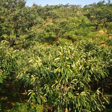 河北迁西板栗产地直发个个饱满欢迎电话咨询