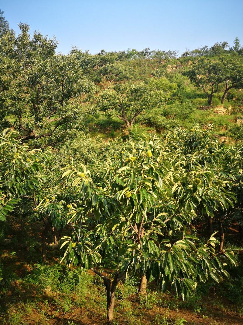 河北迁西板栗产地直发个个饱满欢迎电话咨询