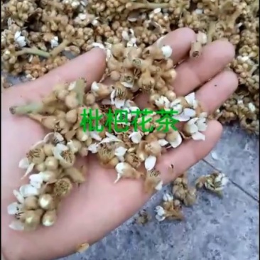 枇杷花漳州枇杷花花茶