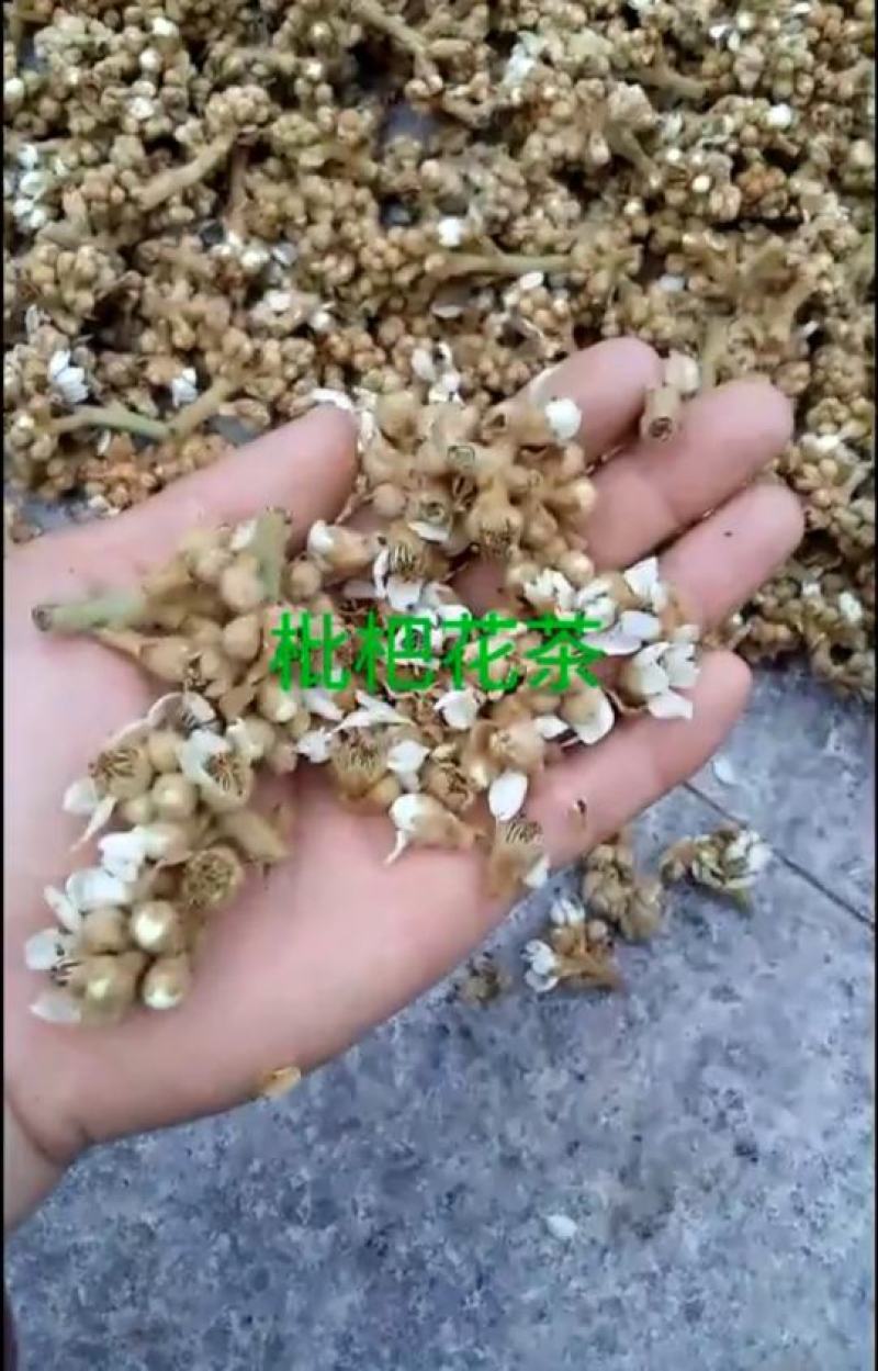 枇杷花漳州枇杷花花茶