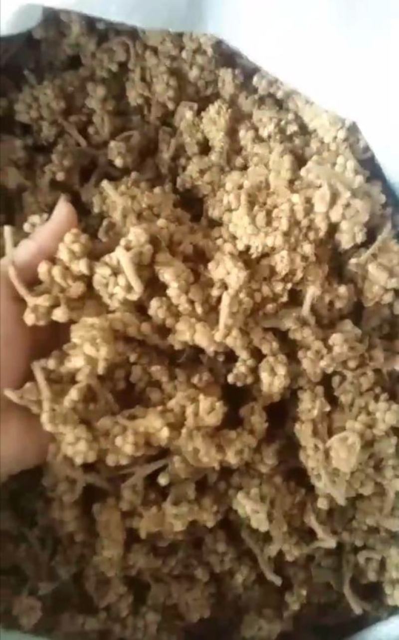 枇杷花漳州枇杷花花茶