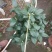 茶花盆栽苗19-21杯规格带花苞永福基地一手货源长期供应