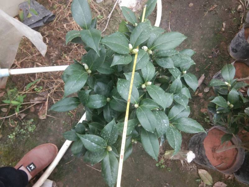 茶花盆栽苗19-21杯规格带花苞永福基地一手货源长期供应