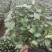 茶花盆栽苗19-21杯规格带花苞永福基地一手货源长期供应