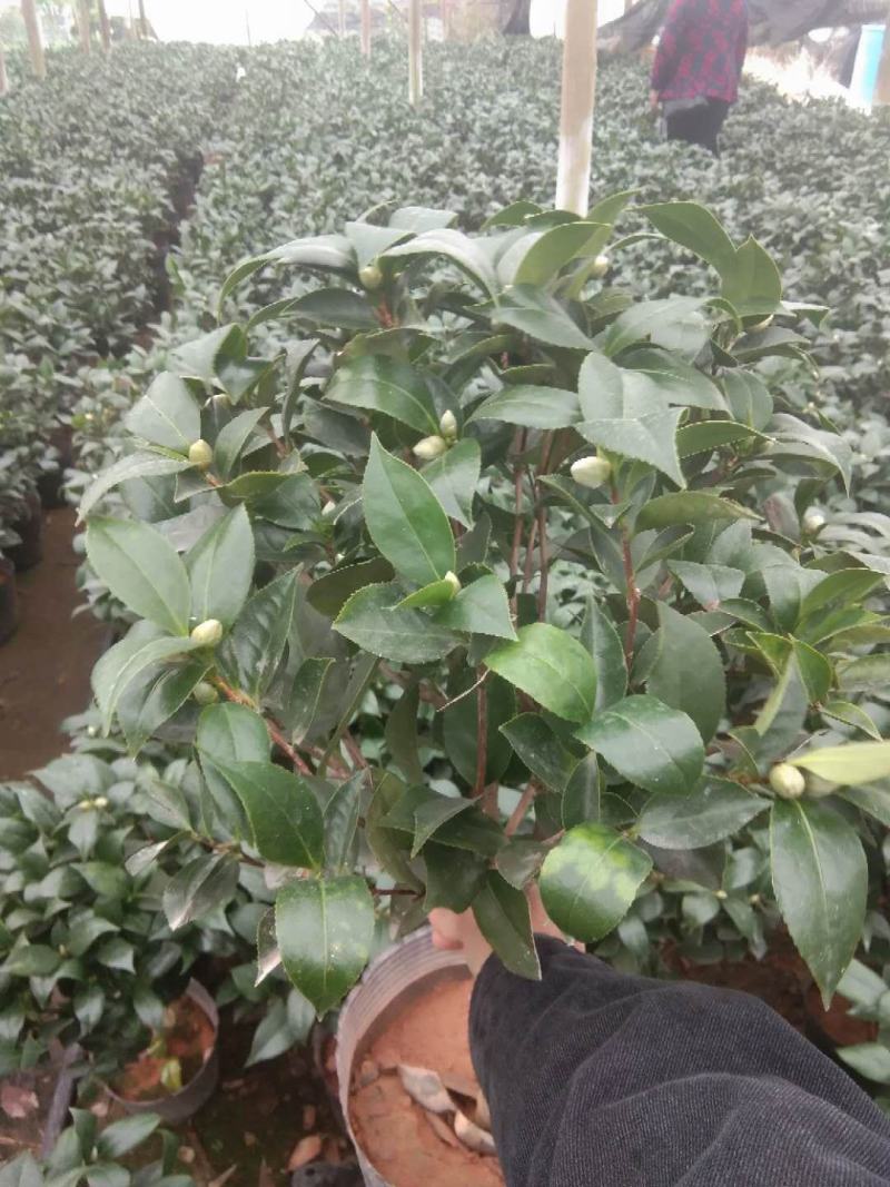 茶花盆栽苗19-21杯规格带花苞永福基地一手货源长期供应