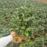 茶花盆栽苗19-21杯规格带花苞永福基地一手货源长期供应