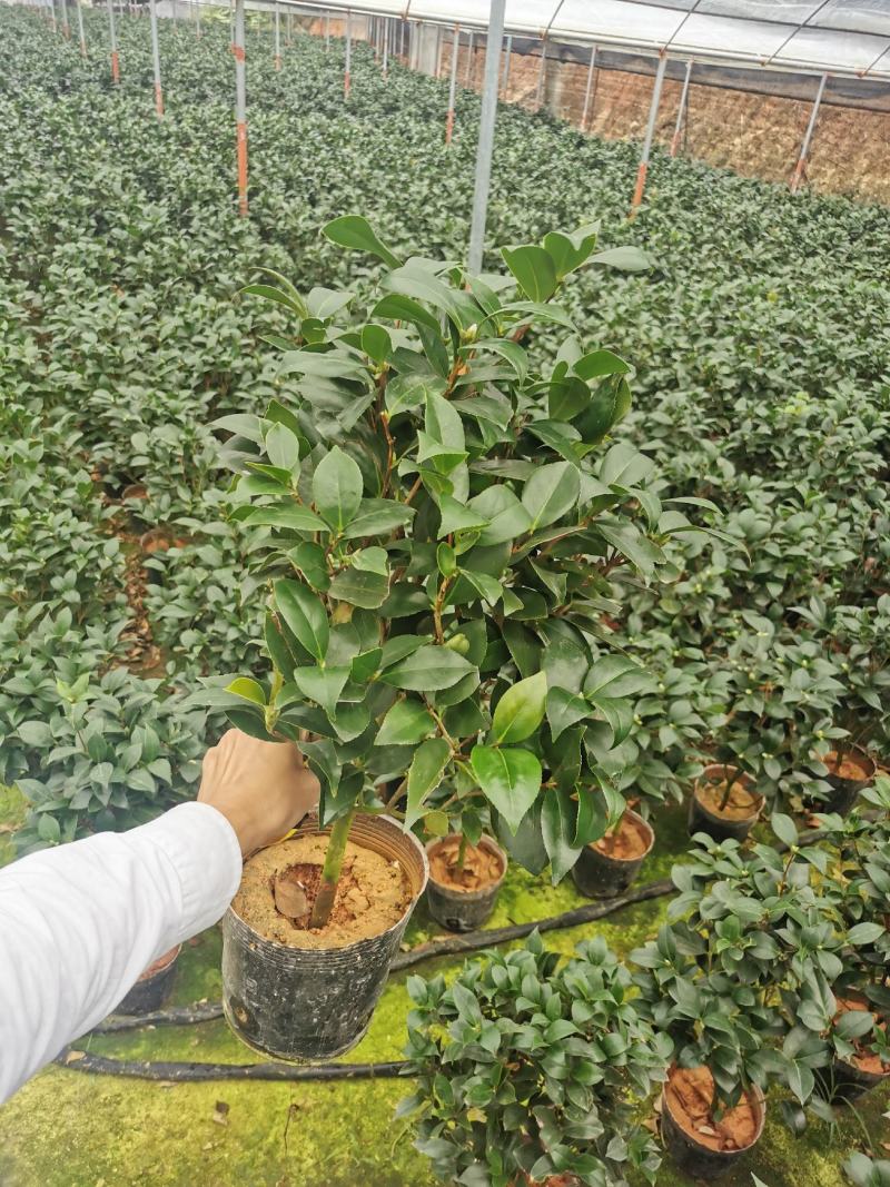 茶花盆栽苗19-21杯规格带花苞永福基地一手货源长期供应
