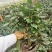 茶花盆栽苗19-21杯规格带花苞永福基地一手货源长期供应