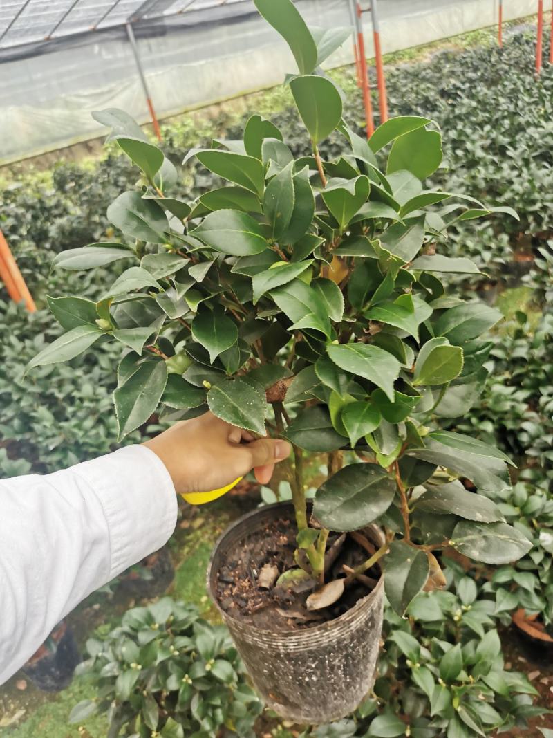 茶花盆栽苗19-21杯规格带花苞永福基地一手货源长期供应