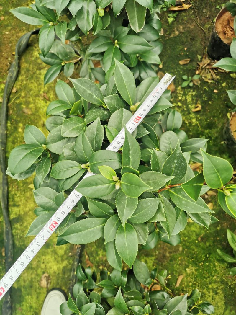 茶花盆栽苗19-21杯规格带花苞永福基地一手货源长期供应