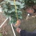 茶花盆栽苗19-21杯规格带花苞永福基地一手货源长期供应