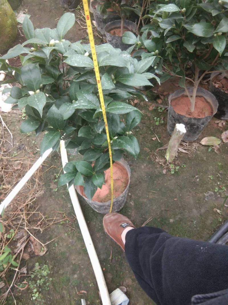 茶花盆栽苗19-21杯规格带花苞永福基地一手货源长期供应