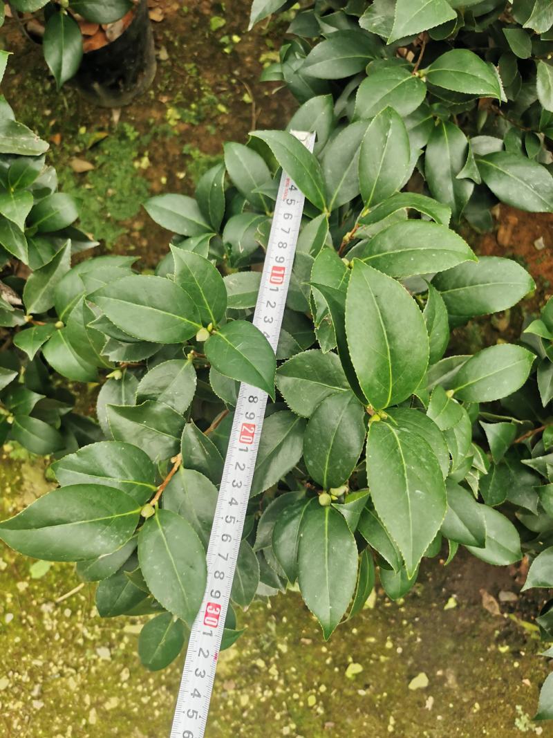 茶花盆栽苗19-21杯规格带花苞永福基地一手货源长期供应