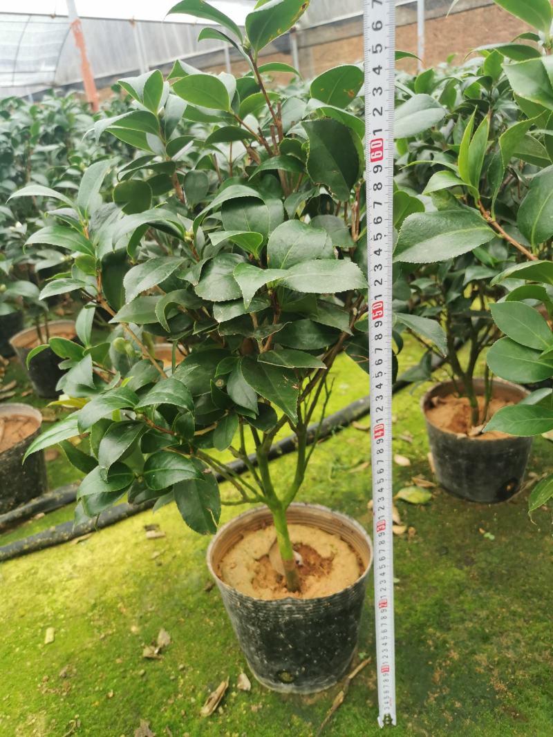 茶花盆栽苗19-21杯规格带花苞永福基地一手货源长期供应