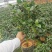 茶花盆栽苗19-21杯规格带花苞永福基地一手货源长期供应