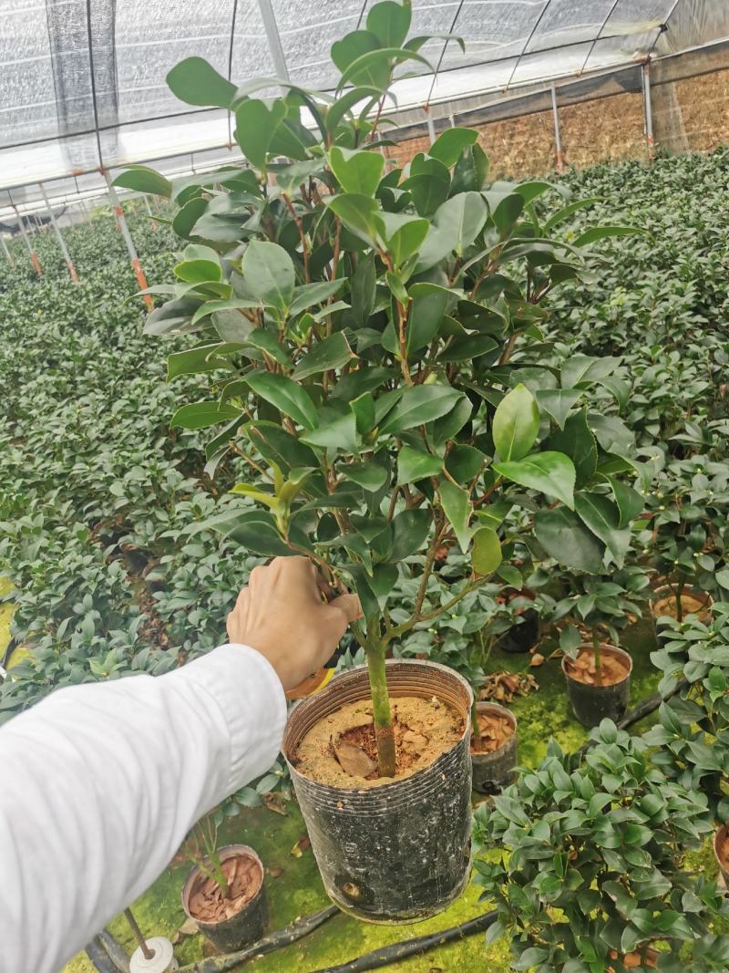 茶花盆栽苗19-21杯规格带花苞永福基地一手货源长期供应