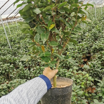 茶花盆栽苗19-21杯规格带花苞永福基地一手货源长期供应