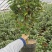 茶花盆栽苗19-21杯规格带花苞永福基地一手货源长期供应