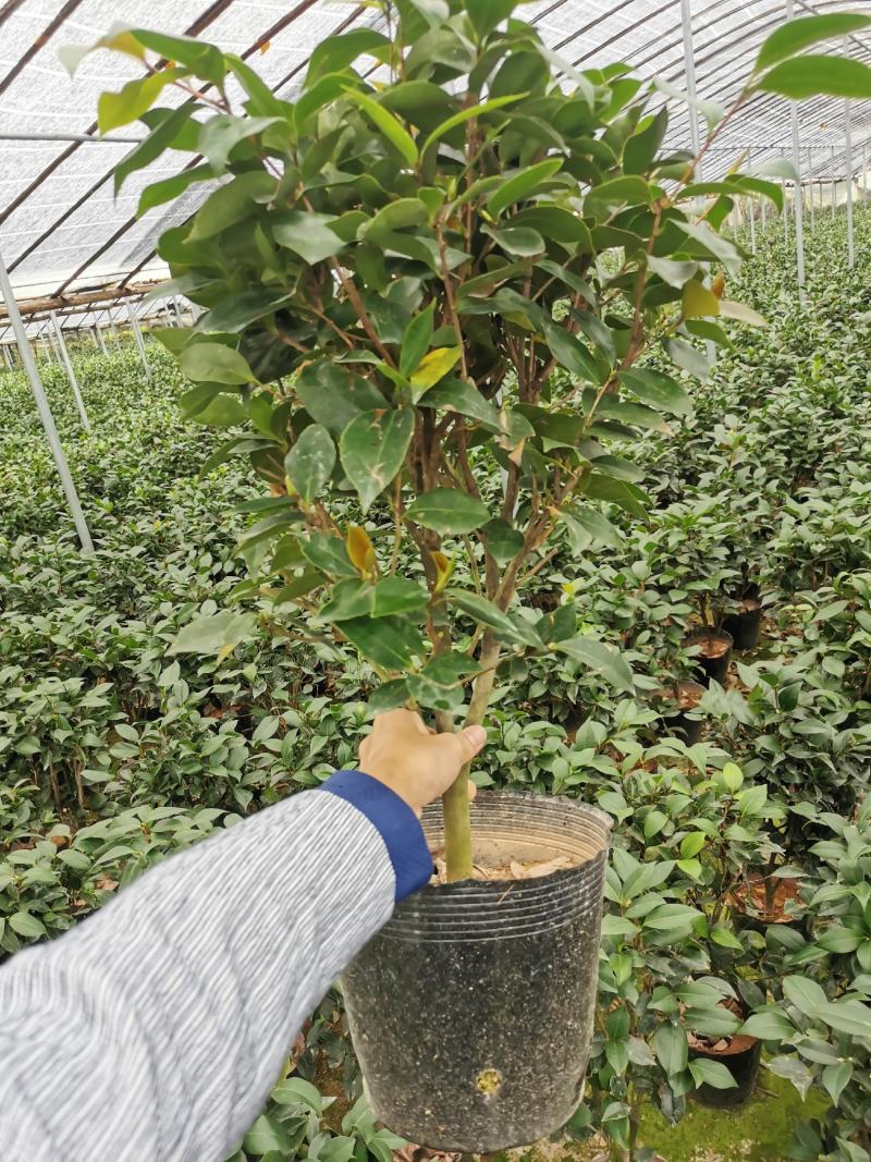 茶花盆栽苗19-21杯规格带花苞永福基地一手货源长期供应