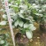 茶花盆栽苗19-21杯规格带花苞永福基地一手货源长期供应