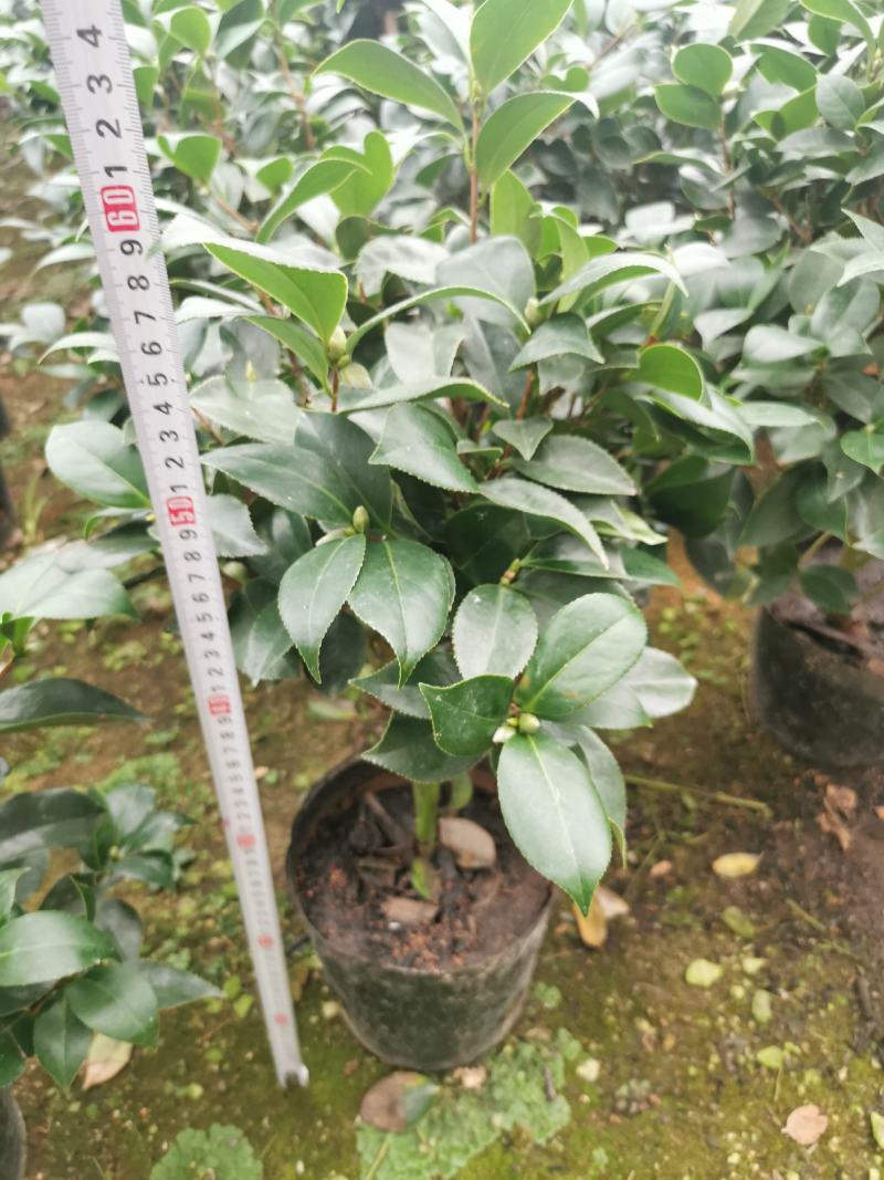 茶花盆栽苗19-21杯规格带花苞永福基地一手货源长期供应