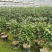 茶花盆栽苗19-21杯规格带花苞永福基地一手货源长期供应