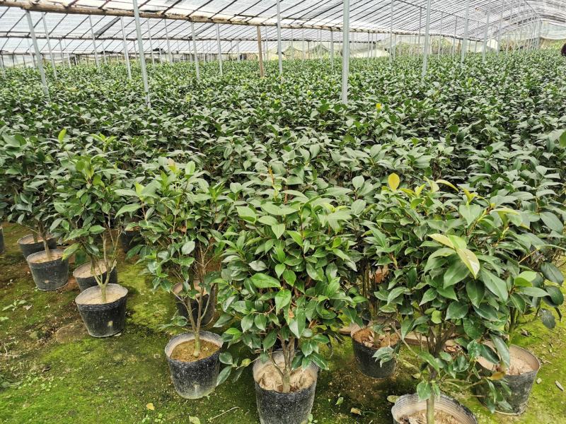 茶花盆栽苗19-21杯规格带花苞永福基地一手货源长期供应