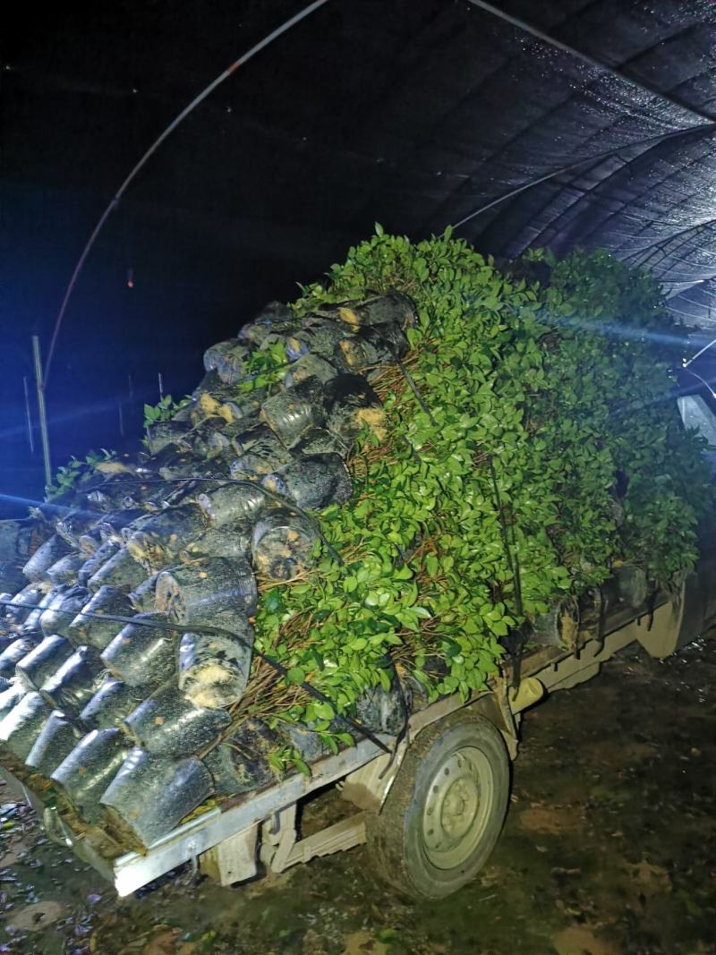 茶花盆栽苗19-21杯规格带花苞永福基地一手货源长期供应