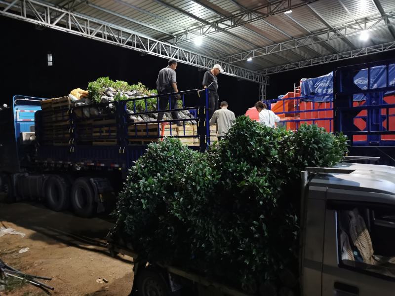 茶花盆栽苗19-21杯规格带花苞永福基地一手货源长期供应