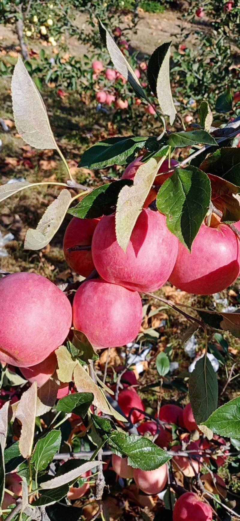 绥中寒富苹果果漏！一手货源欢迎客户提前预定大量有货