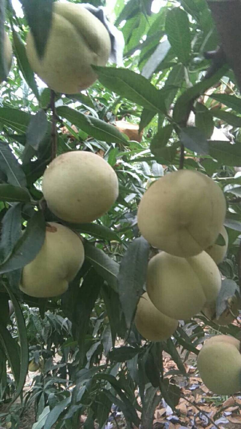 十万斤冬桃映霜红待售