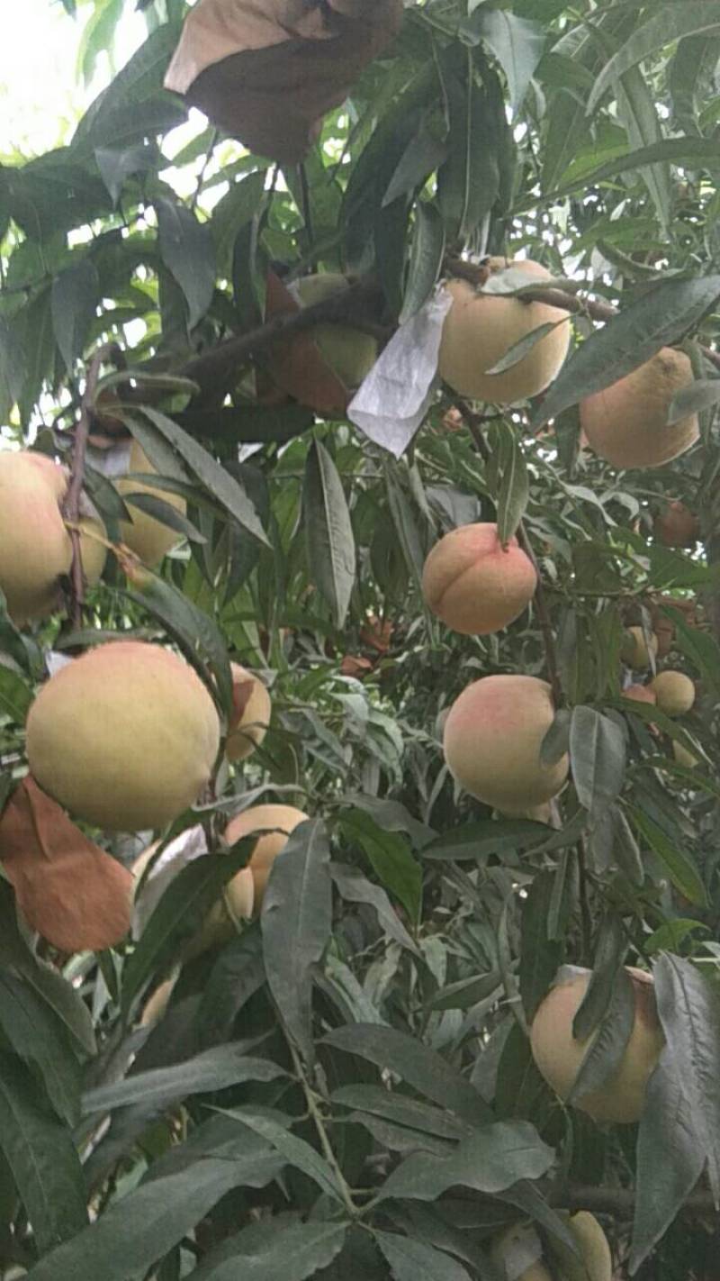 十万斤冬桃映霜红待售