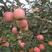噶啦苹果苗、产量高抗病毒性强、适应能力强、基地起苗