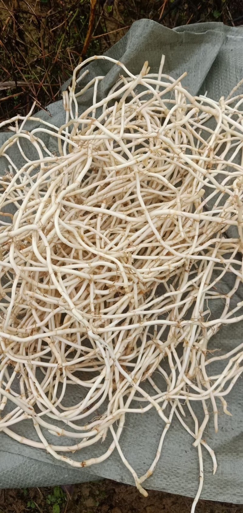 凤凰县鱼腥草种植基地，大量现货开挖，精品鱼腥草，