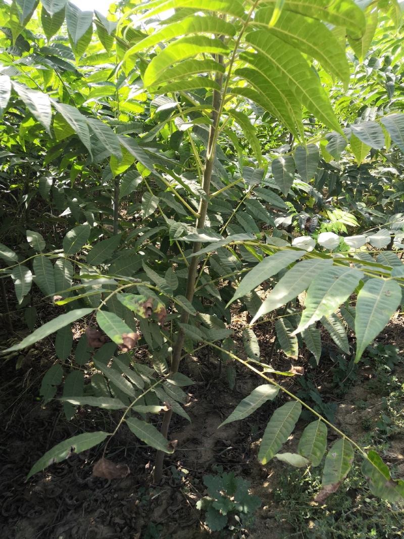 基地直发正宗红油香椿苗，免费提供种植技术