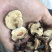 娑罗子婆罗子梭罗子娑罗果实物拍摄发货如图