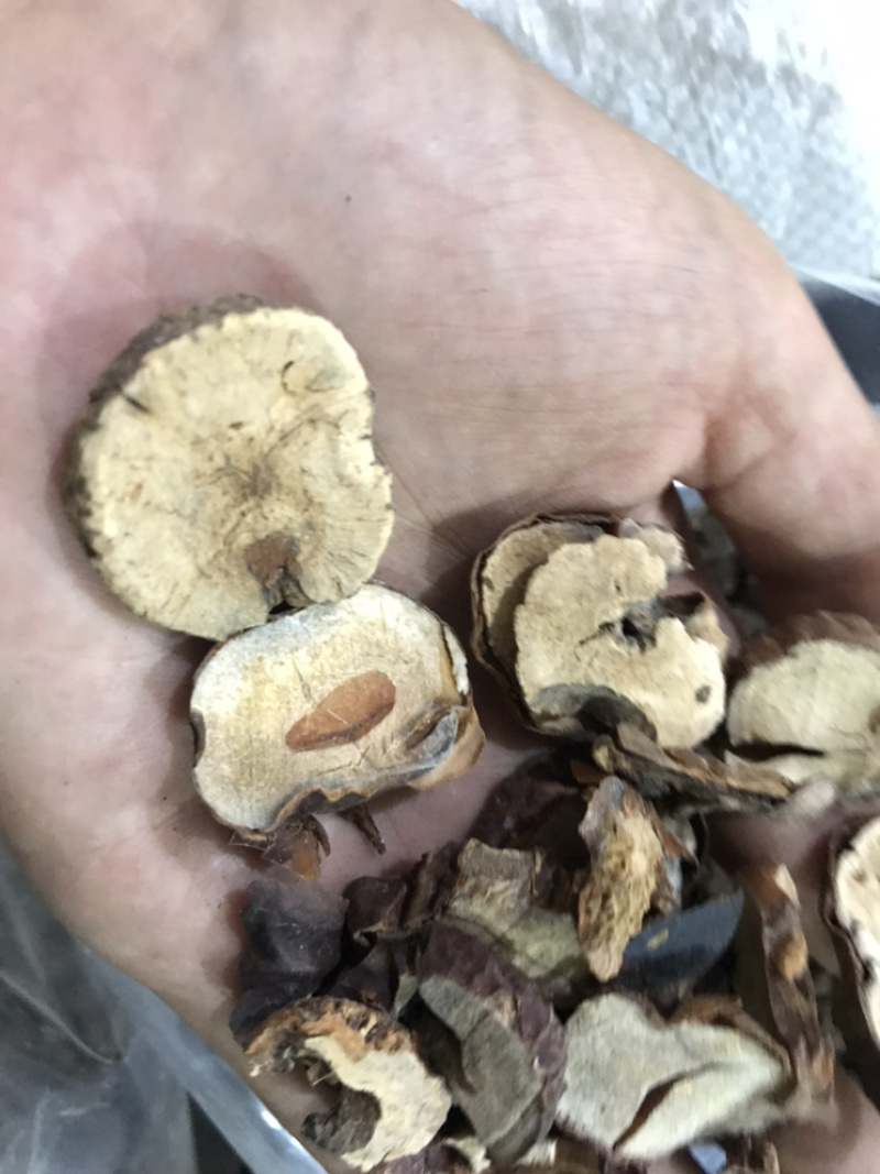 娑罗子婆罗子梭罗子娑罗果实物拍摄发货如图
