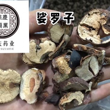 娑罗子婆罗子梭罗子娑罗果实物拍摄发货如图