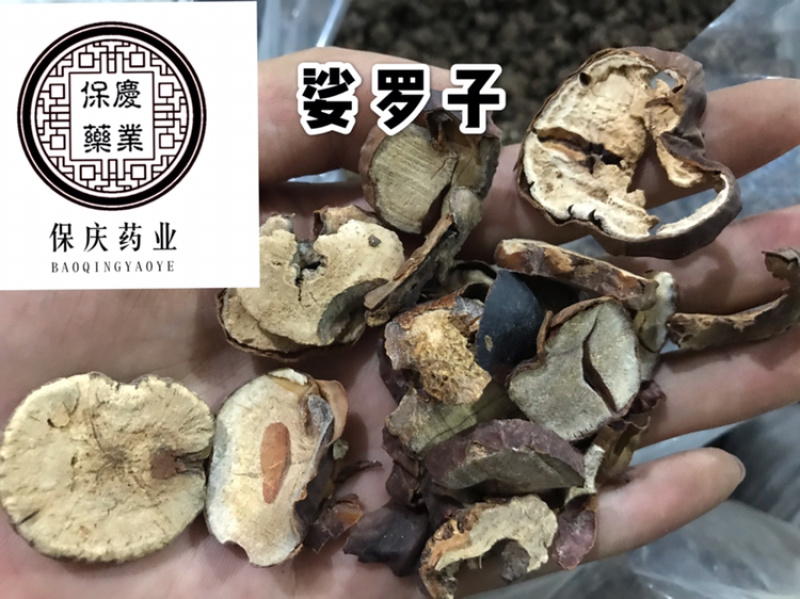 娑罗子婆罗子梭罗子娑罗果实物拍摄发货如图