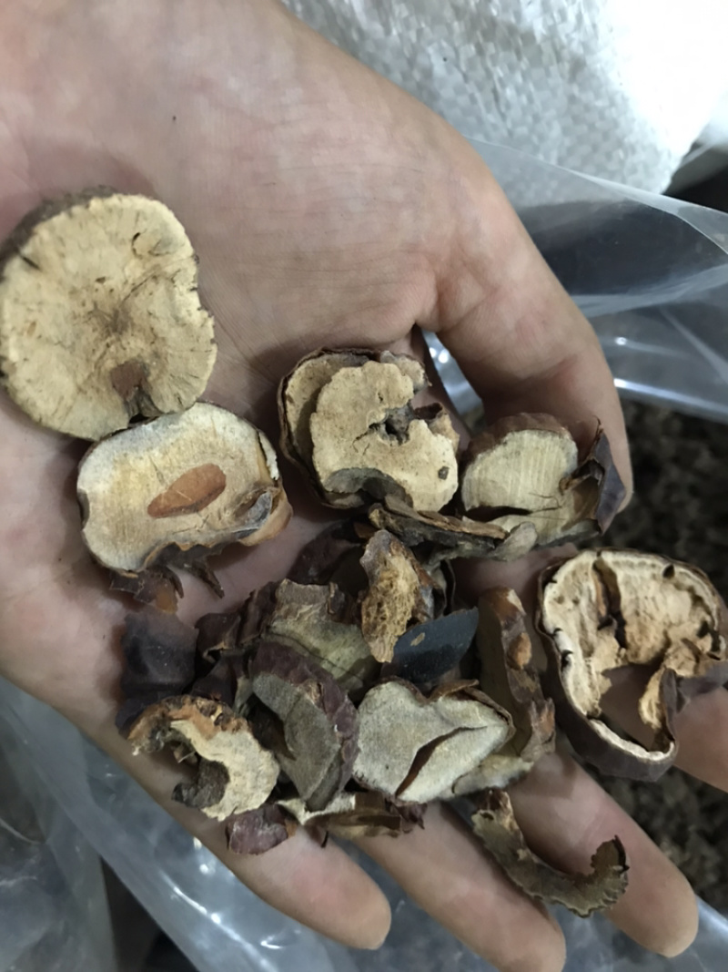 娑罗子婆罗子梭罗子娑罗果实物拍摄发货如图