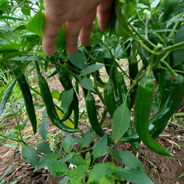 美人椒，青椒，蔬菜，，，，