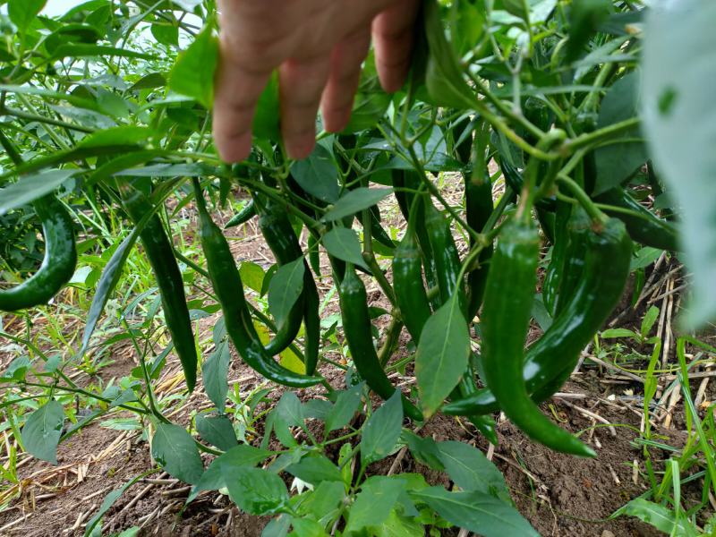 美人椒，青椒，蔬菜，，，，