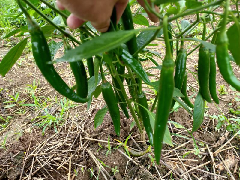 美人椒，青椒，蔬菜，，，，
