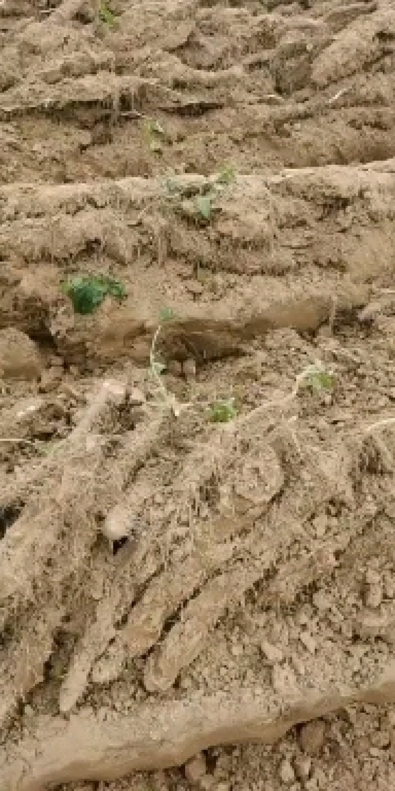 棒药新货，好条形好圆滚，口感好，口感好，纯沙地
