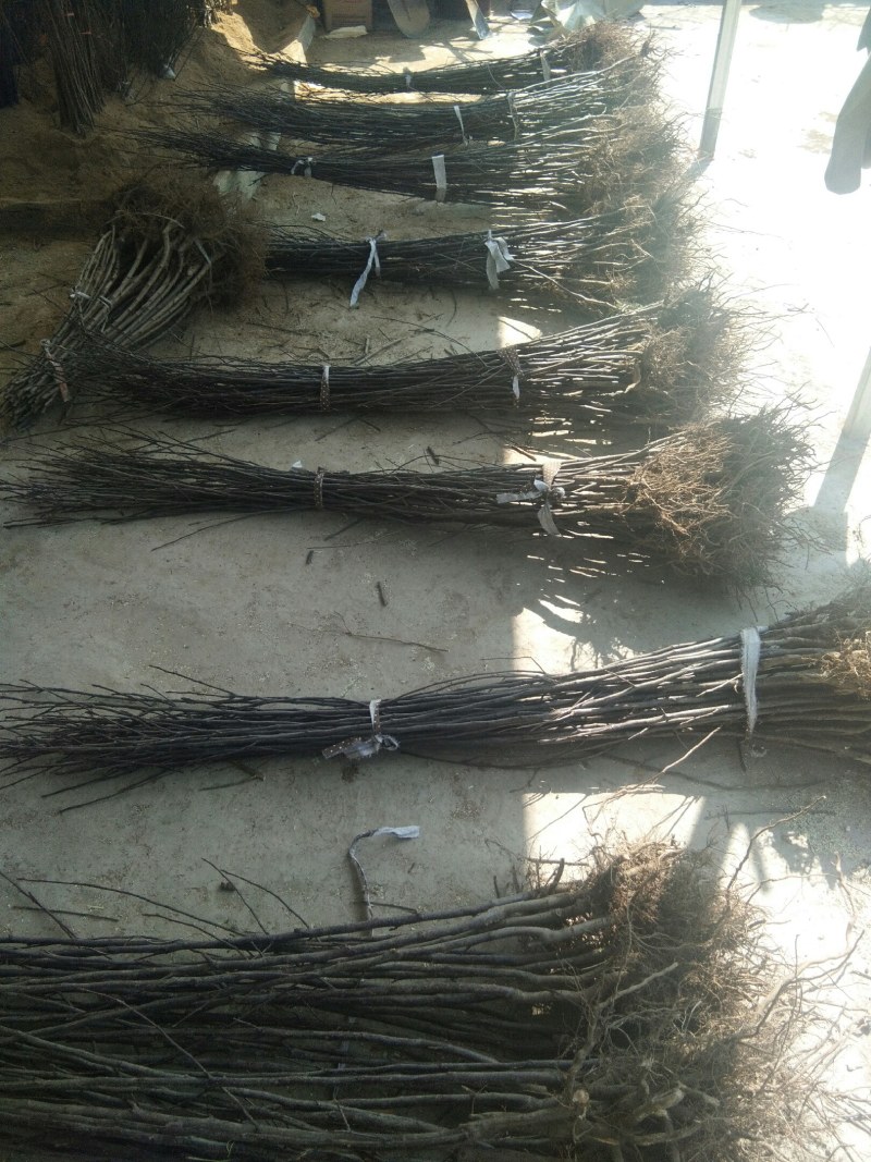 【包邮热卖发大财】蜜脆苹果苗苹果苗新品种9月中旬成熟
