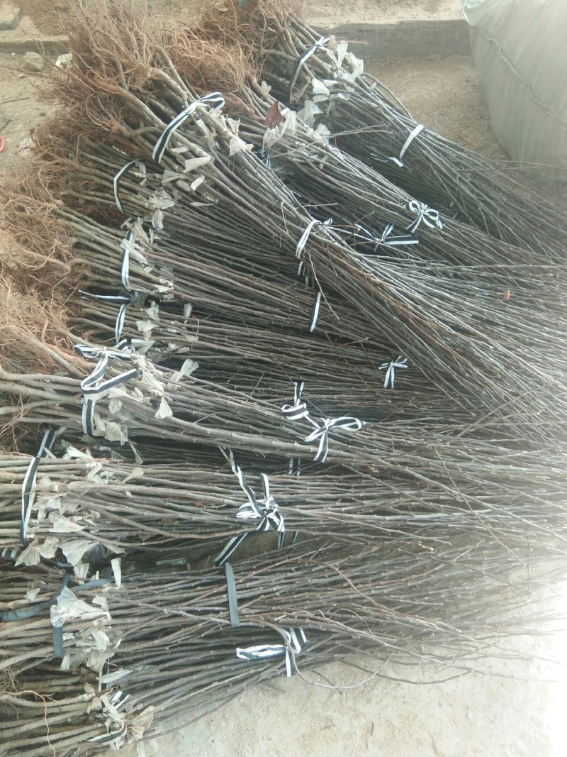【包邮热卖发大财】蜜脆苹果苗苹果苗新品种9月中旬成熟