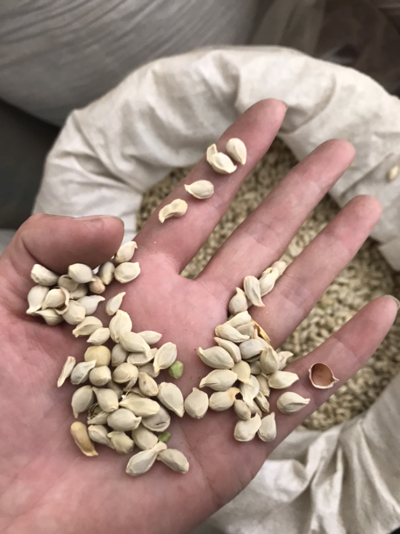 橘核橘子籽桔籽桔核保庆药业批发橘核实物拍摄！
