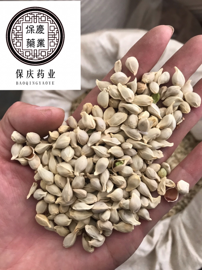 橘核橘子籽桔籽桔核保庆药业批发橘核实物拍摄！