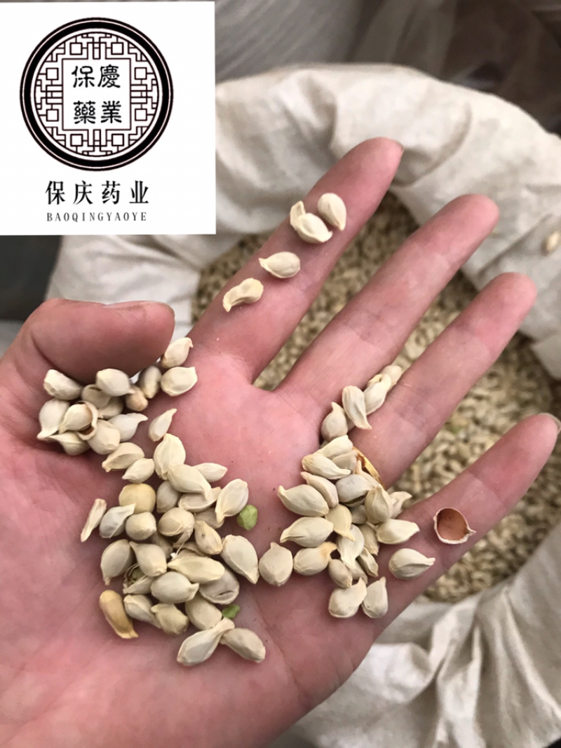 橘核橘子籽桔籽桔核保庆药业批发橘核实物拍摄！